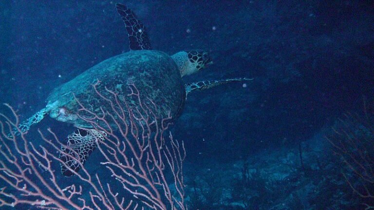 Nager avec des tortues à Akumal